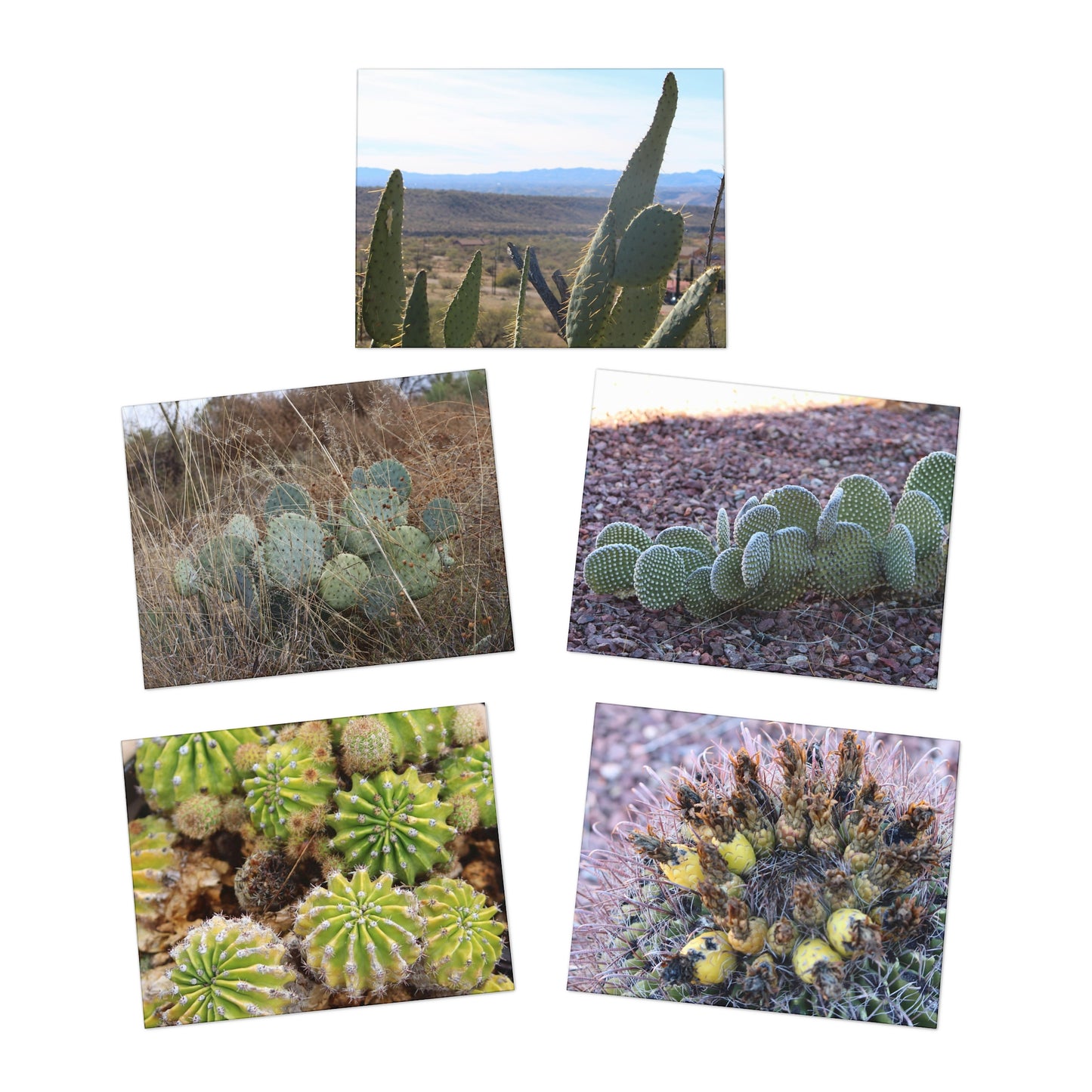 Sonoran Serenity Greeting Cards (5-Pack)